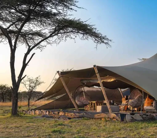 hotels, lodge or camps with cross wild safaris