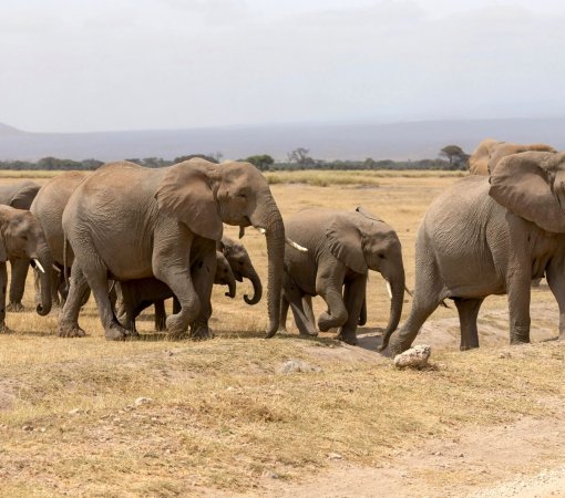 FLYING SAFARIS WITH CROSS WILD SAFARIS AT AMBOSELI NATIONAL PARK IN AMBOSELI SERENA SAFARI LODGE IN KENYA