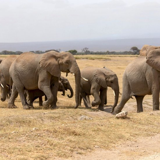 FLYING SAFARIS WITH CROSS WILD SAFARIS AT AMBOSELI NATIONAL PARK IN AMBOSELI SERENA SAFARI LODGE IN KENYA