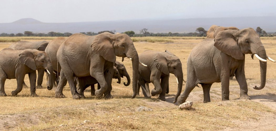 FLYING SAFARIS WITH CROSS WILD SAFARIS AT AMBOSELI NATIONAL PARK IN AMBOSELI SERENA SAFARI LODGE IN KENYA