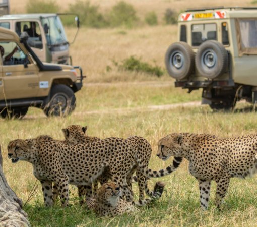 First-time safari group observing safari etiquette while viewing cheetahs on a Kenyan game drive.