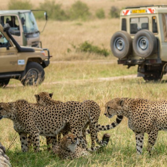 First-time safari group observing safari etiquette while viewing cheetahs on a Kenyan game drive.