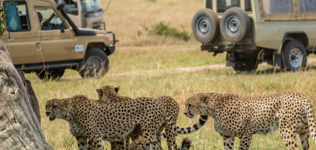 First-time safari group observing safari etiquette while viewing cheetahs on a Kenyan game drive.