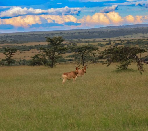Kenya safari cost masai mara kenya safari cost