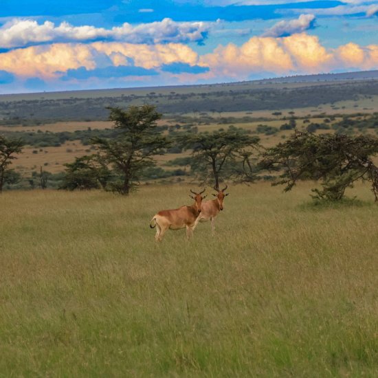 Kenya safari cost masai mara kenya safari cost