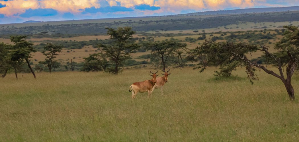 Kenya safari cost masai mara kenya safari cost