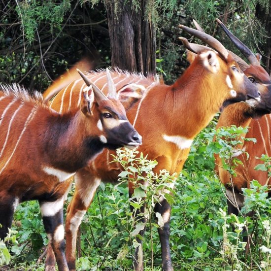 endangered wildlife in mount Kenya cross wild safaris