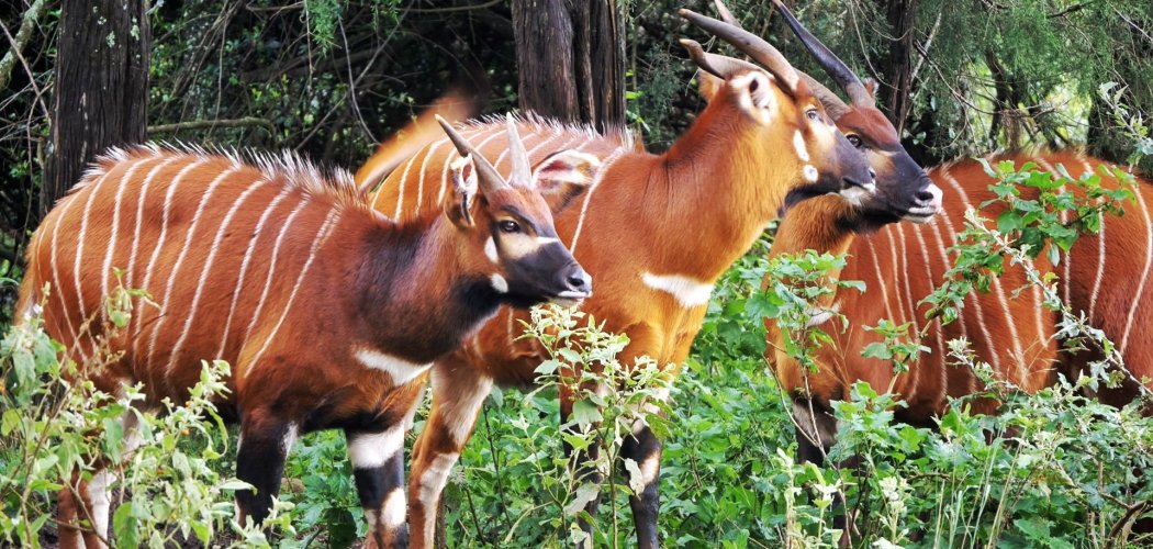 endangered wildlife in mount Kenya cross wild safaris
