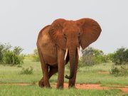 Bush and beach safari with cross wild at Tsavo national park in Kenya