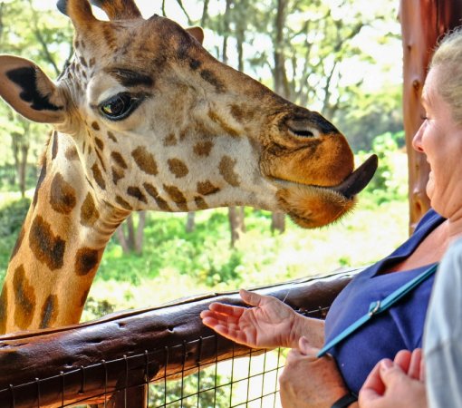 Nairobi giraffe center in Kenya with cross wild safaris