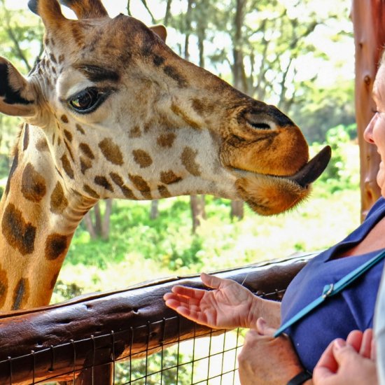 Nairobi giraffe center in Kenya with cross wild safaris
