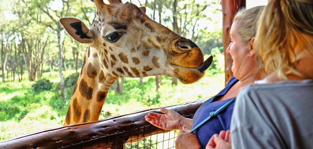 Nairobi giraffe center in Kenya with cross wild safaris