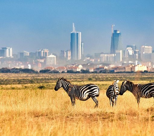 Nairobi National park Family safari with cross wild safaris