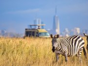 nairobi-national-park-sunrise-or-sunset-game drive