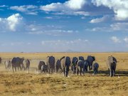 Elephant tuskers roaming in Amboseli
