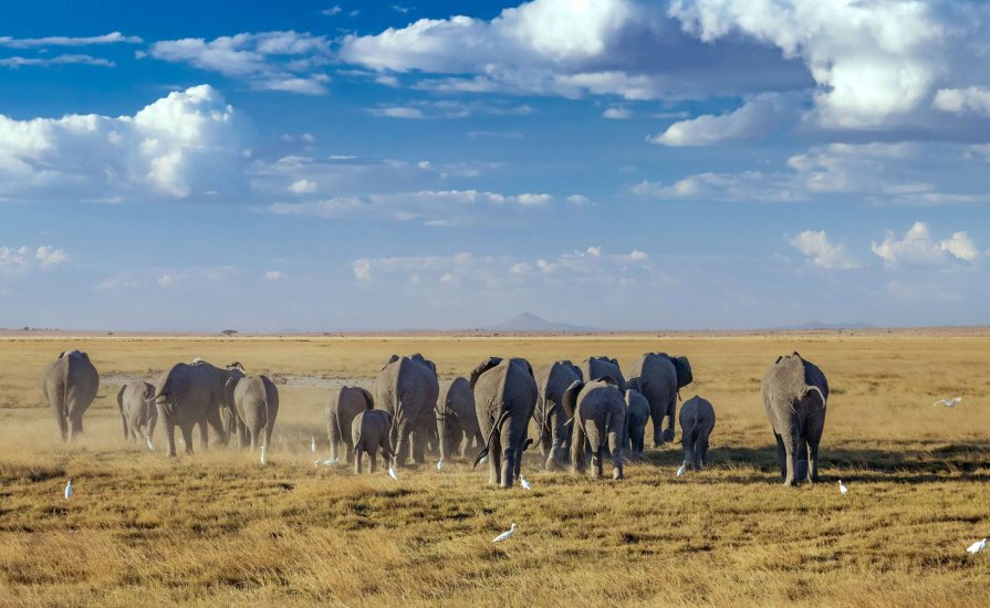 Elephant tuskers roaming in Amboseli