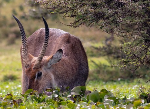 lake nakuru, naivasha and hells gate day trip from nairobi