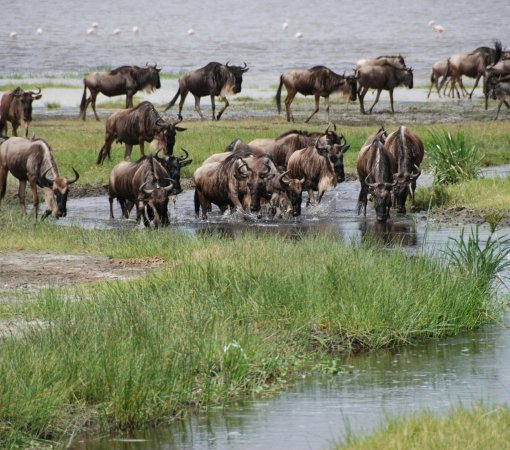 great wildebeests of masai mara