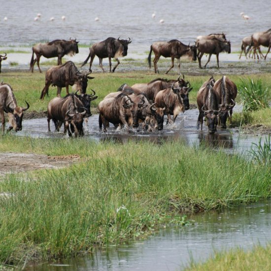 great wildebeests of masai mara