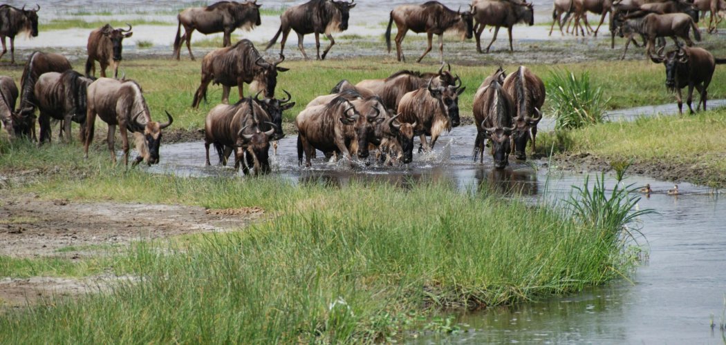 great wildebeests of masai mara