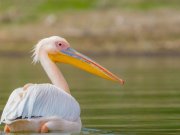 Mid range safari with cross wild safaris at lake Nakuru National Park in Kenya