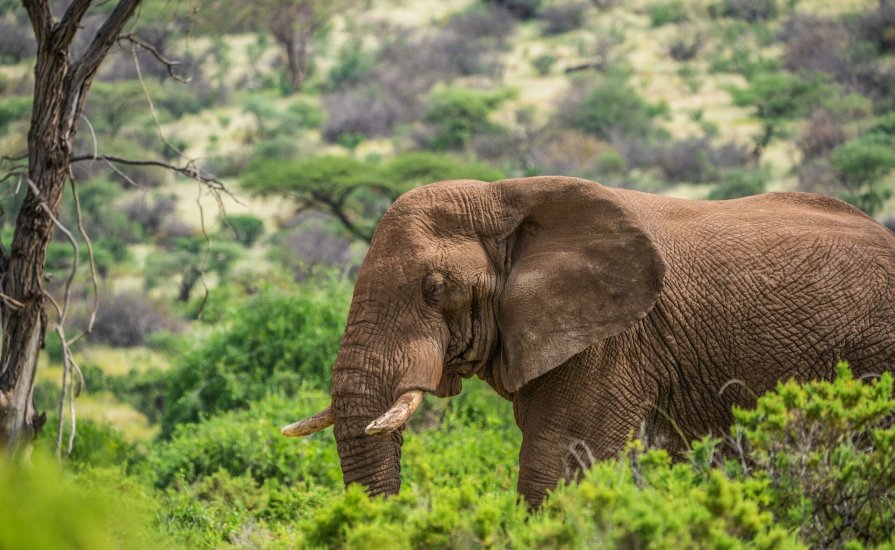 Elephant in Samburu National Reserve