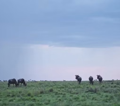 rainy season in kenya with cross wild safaris