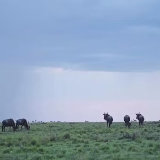rainy season in kenya with cross wild safaris