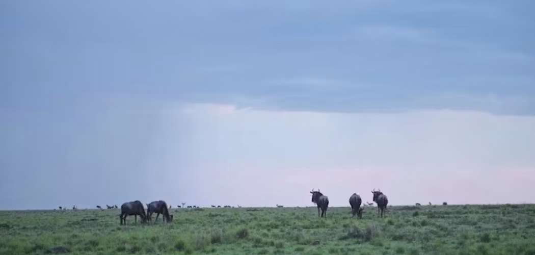 rainy season in kenya with cross wild safaris