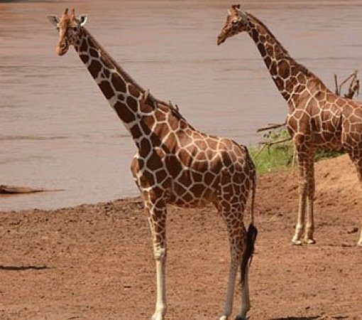 reticulated giraffes of Samburu national reserve