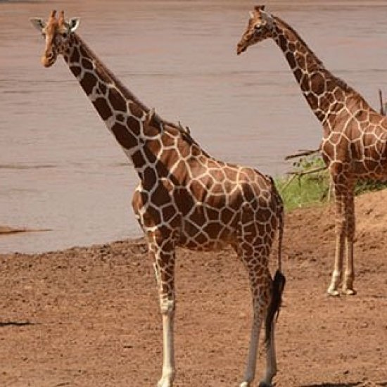 reticulated giraffes of Samburu national reserve