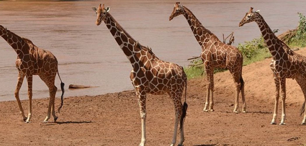 reticulated giraffes of Samburu national reserve