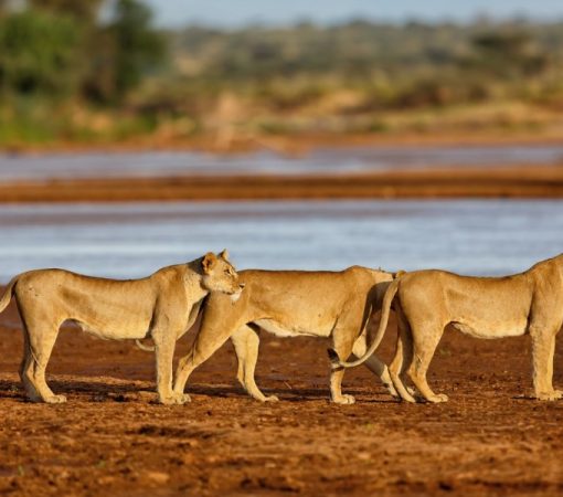 lions roaming in Samburu national reserve in Kenya