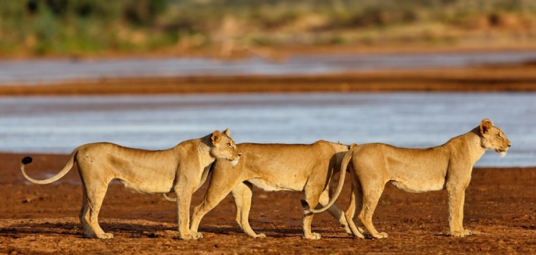 lions roaming in Samburu national reserve in Kenya