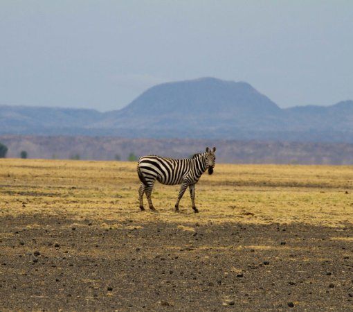 sibiloi national park with cross wild safaris
