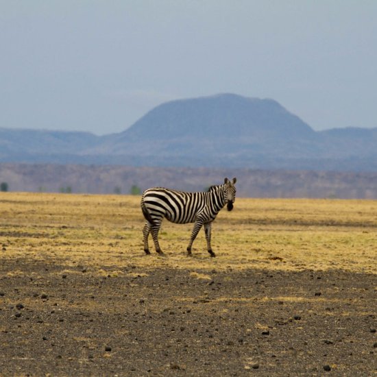 sibiloi national park with cross wild safaris