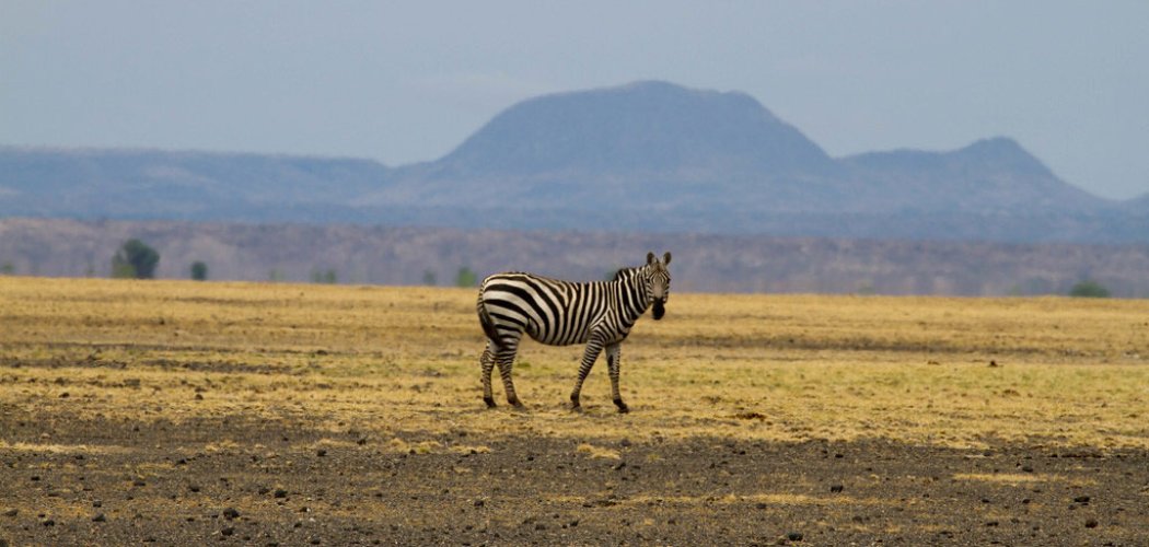 sibiloi national park with cross wild safaris