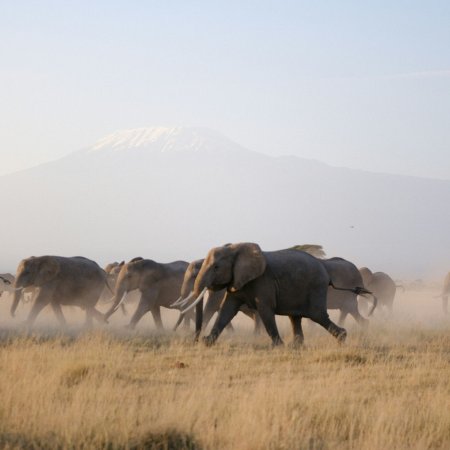 Elephants in Amboseli national park