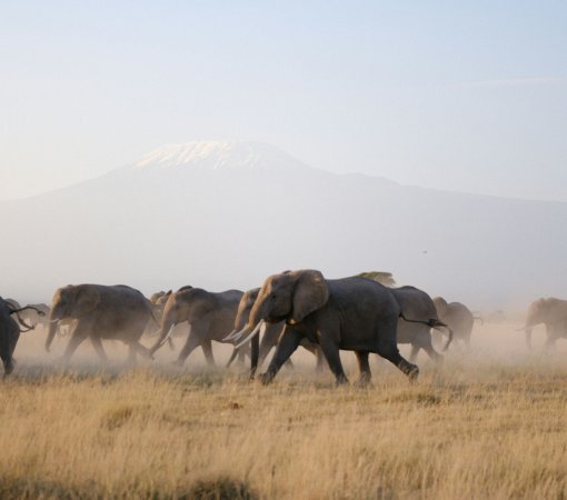 Elephants in Amboseli national park
