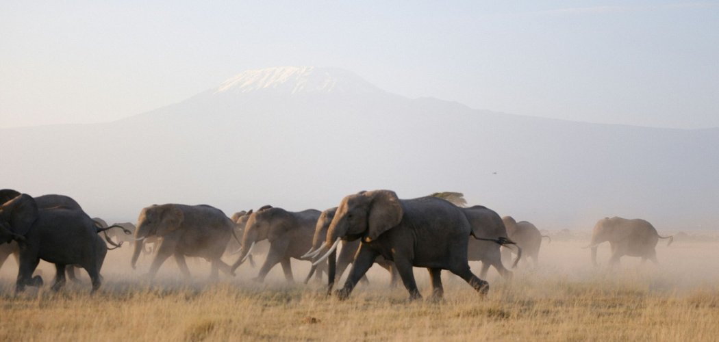 Elephants in Amboseli national park