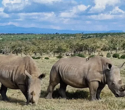 Black rhino grazing in Solio Game Reserve, Kenya, cross wild safaris