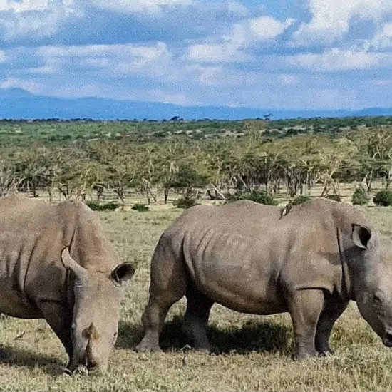 Black rhino grazing in Solio Game Reserve, Kenya, cross wild safaris