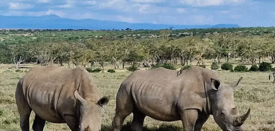 Black rhino grazing in Solio Game Reserve, Kenya, cross wild safaris