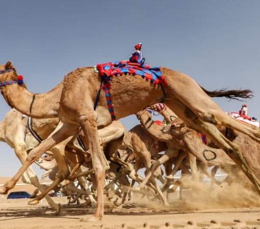 CAMEL DERBY WITH CROSS WILD SAFARIS
