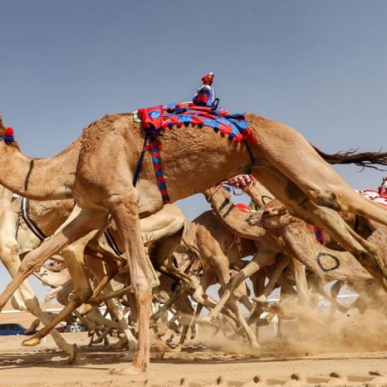 CAMEL DERBY WITH CROSS WILD SAFARIS