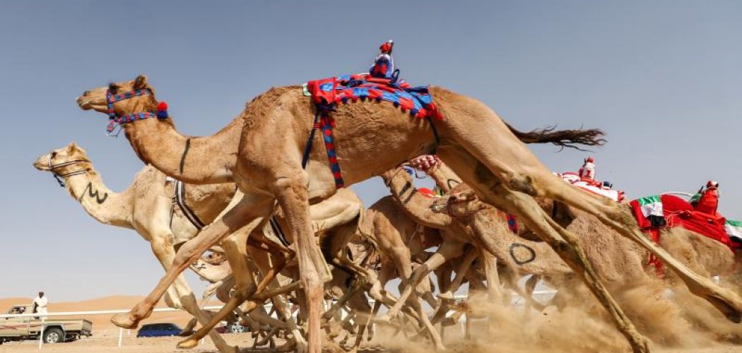 CAMEL DERBY WITH CROSS WILD SAFARIS