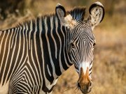 The grevys zebra - ons of samburu specia 5 - spotted during a 3 days samburu safari