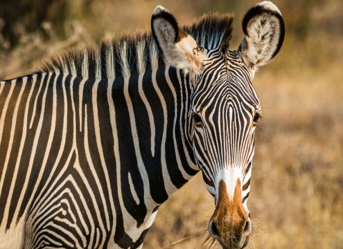 The grevys zebra - ons of samburu specia 5 - spotted during a 3 days samburu safari