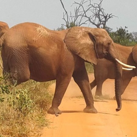tsavo-east-national-park-kenya Elephants with cross wild safaris