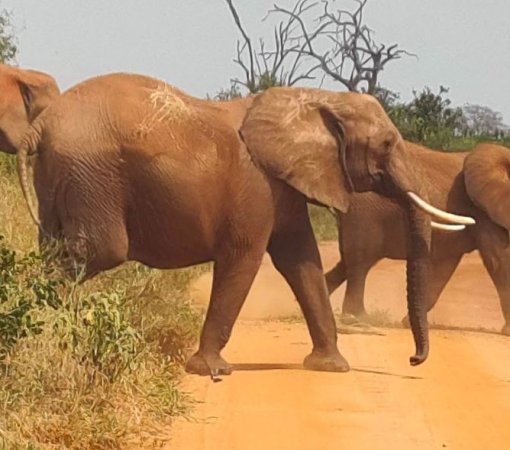 tsavo-east-national-park-kenya Elephants with cross wild safaris